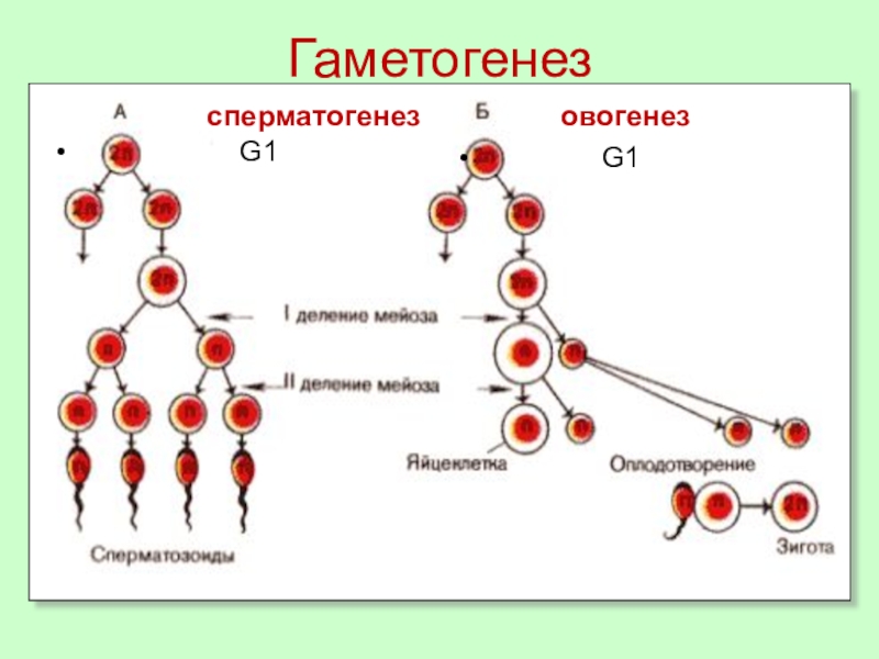 Укажите стадии гаметогенеза