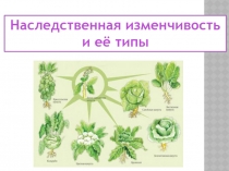 Презентация по биологии на тему Наследственная изменчивость и её типы