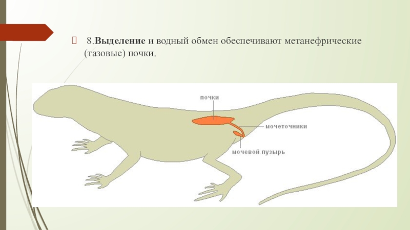 Выделение у пресмыкающихся. Выделительная система ящерицы. Выделительная система рептилий. Строение выделительной системы пресмыкающихся. Строение выделительной системы ящерицы.