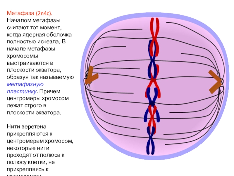 Метафаза 2n4c рисунок