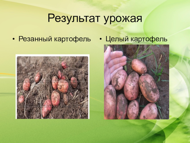 Определить урожайность картофеля. Урожайность картофеля. Урожай результатов. Технологии и продуктивность картофеля. Мой урожай картофеля.