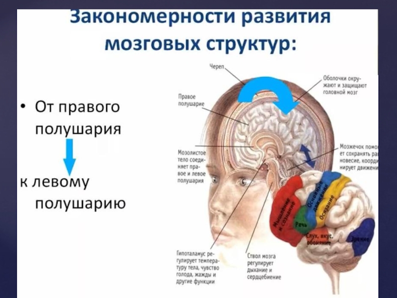 Методы нейрофизиологии. Нейрофизиология. Нейрофизиология мозга. Нейрофизиология памяти.