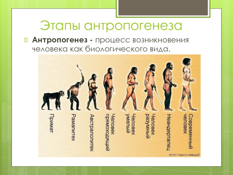 Происхождение человека антропогенез презентация