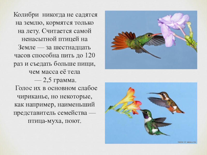 Какого рода слово колибри. Информация о птице Колибри. Колибри доклад. Колибри краткая информация. Колибри картинка с описанием.