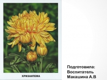 Презентация для детей. Знакомство с цветами