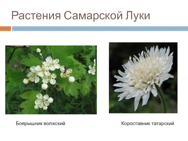 Растения красной книги самарской области фото и описание