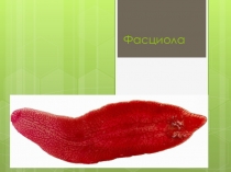 Презентация по ОП. 04 Медицинская паразитология на тему Фасциола