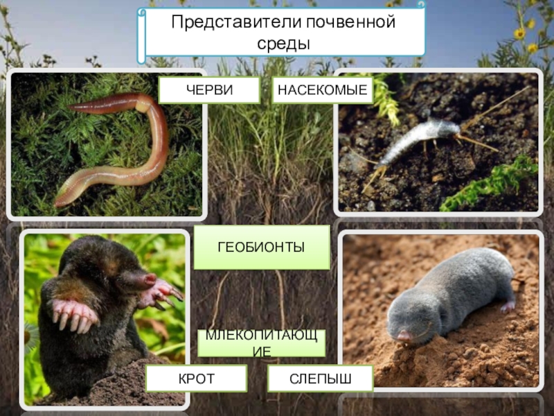 Почвенная среда обитания 5 класс биология презентация