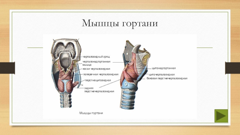 Мышцы горла. Задняя перстнечерпаловидная мышца гортани. Мышцы гортани анатомия человека. Мышцы, расширяющие просвет гортани. Черпалонадгортанная мышца анатомия.