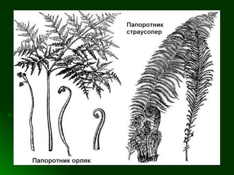 Папоротник орляк рисунок