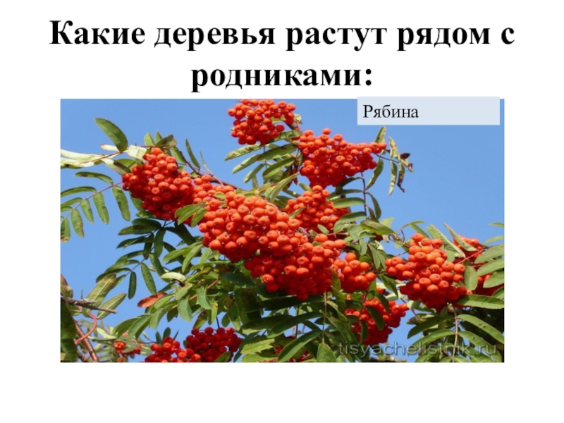 Ряды растут. Алиса на каком дереве растет рябина. Алиса а где растет на каком дереве растет рябина.