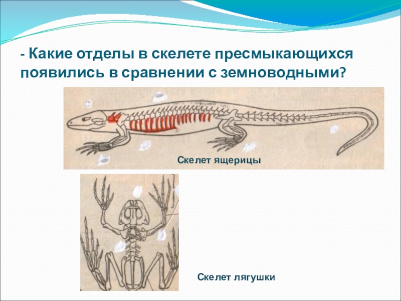 Внешнее строение пресмыкающихся рисунок