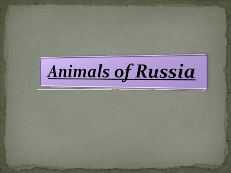 Презентация Презентация по английскому языку  Животные России