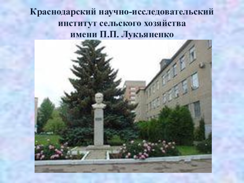 Краснодарский научно-исследовательский институт овощного и картофельного хозяйства