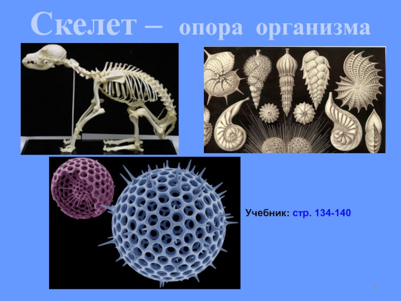 Движение презентация 6 класс биология сонин