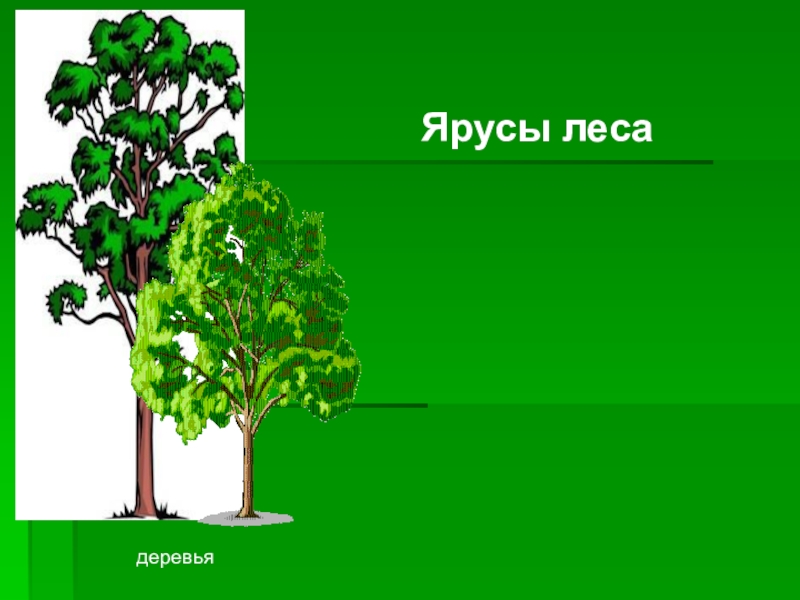 Какие растения образуют верхний ярус в лесу. Ярусность леса. Ярусность ярус деревьев. Древесный ярус леса. Ярусы леса 4 ярус.