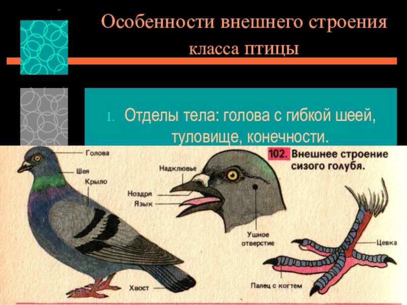 Класс птицы особенности строения и жизнедеятельности