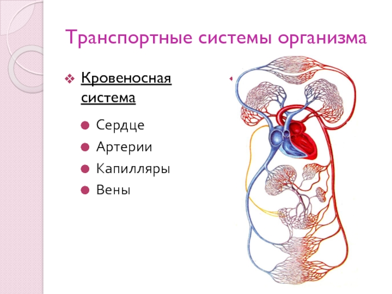 Презентация по биологии 8 класс транспортные системы организма