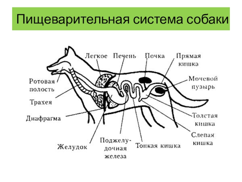 Схема класс млекопитающих по биологии 7 класс