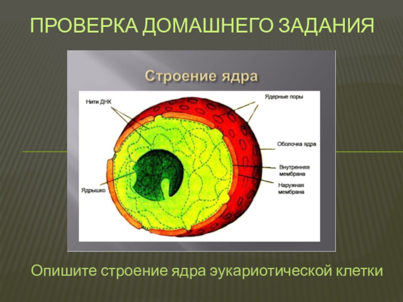 Строение ядра кратко