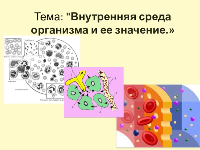 Внутренняя среда организма клетки. Значение внутренней среды организма. Внутренняя среда организма рисунок. Внутренняя среда организма презентация. Что такое внутренняя среда организма ее значение.