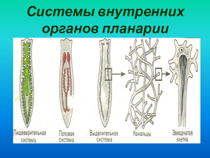 Белая планария жизненный цикл схема