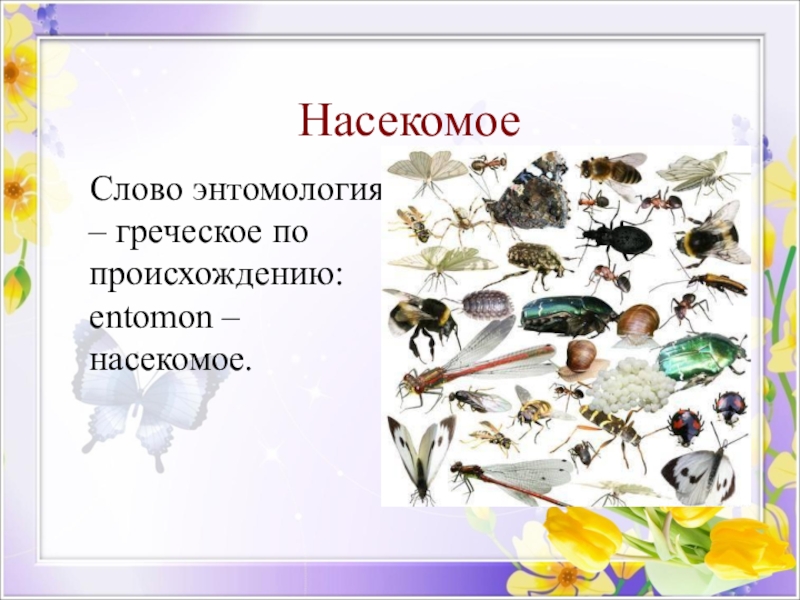 Насекомые текст. Слово насекомые. Происхождение слова насекомое. Слово насекомые произошло. Текст про насекомых.