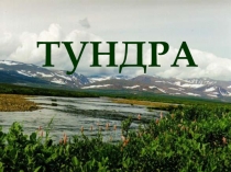 Презентация по окружающему миру на тему Тундра (4 класс)