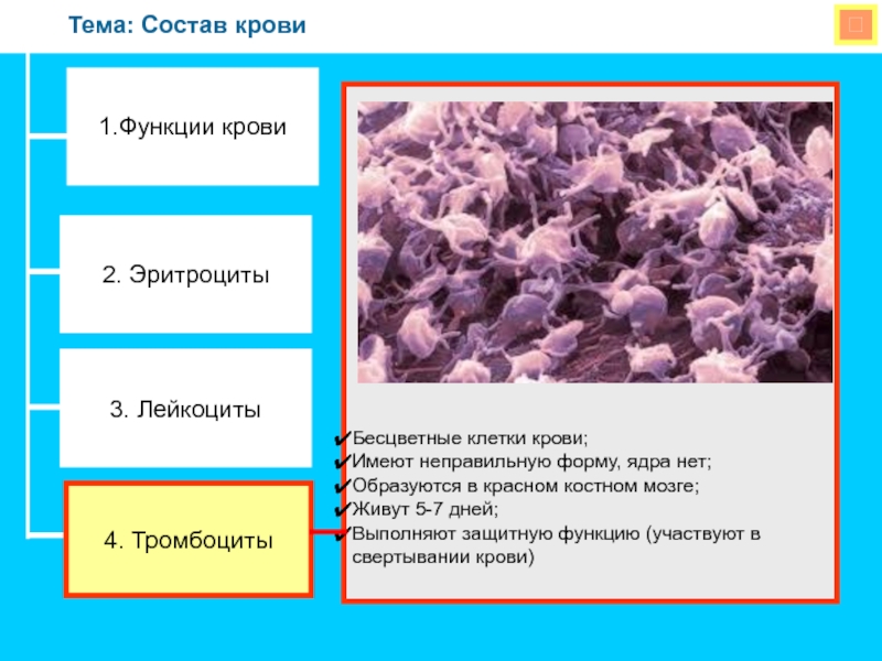 Презентация на тему состав. Бесцветные клетки, выполняющие защитную функцию. Имеют неправильную форму клетки. Крупные бесцветные клетки. Функции крови 8 класс биология.