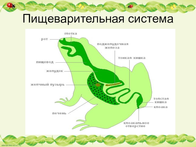 Схема строения пищеварительной системы земноводных - 89 фото