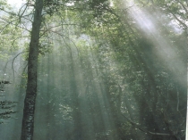 Презентация по ИЗО  Красоту надо уметь замечать ( 1 класс) 2 часть