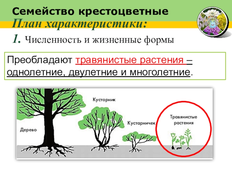 Преобладают травянистые растения