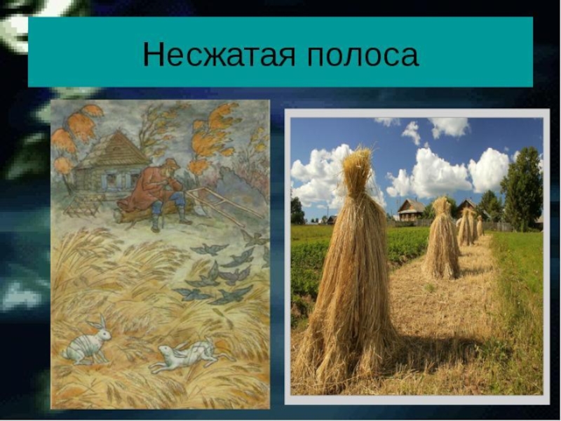 Несжатая полоса. Николай Некрасов Несжатая полоса. Н.А. Некрасова 