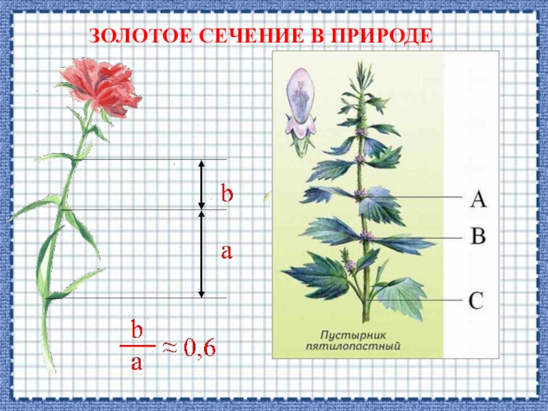 Золотое сечение и симметрия в природе проект