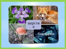 Презентация к уроку по теме Бактерии