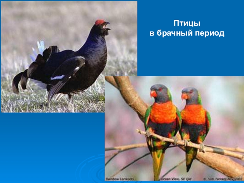 Особое поведение птиц в брачный период. Периоды птиц. Птицы в брачный период. Брачное поведение птиц. Брачный наряд птиц.