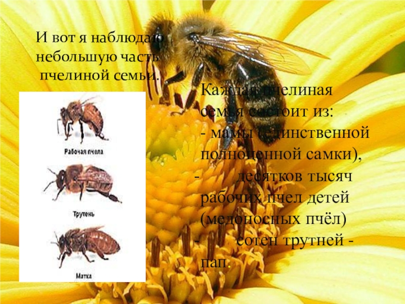 Пчела от земли до неба. Пчелиная семья. Мини сообщение о пчелах. Сообщение о пчелах. Сообщение о пчеловодстве.