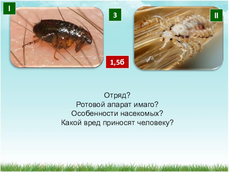 Отряды насекомых презентация 7 класс по биологии