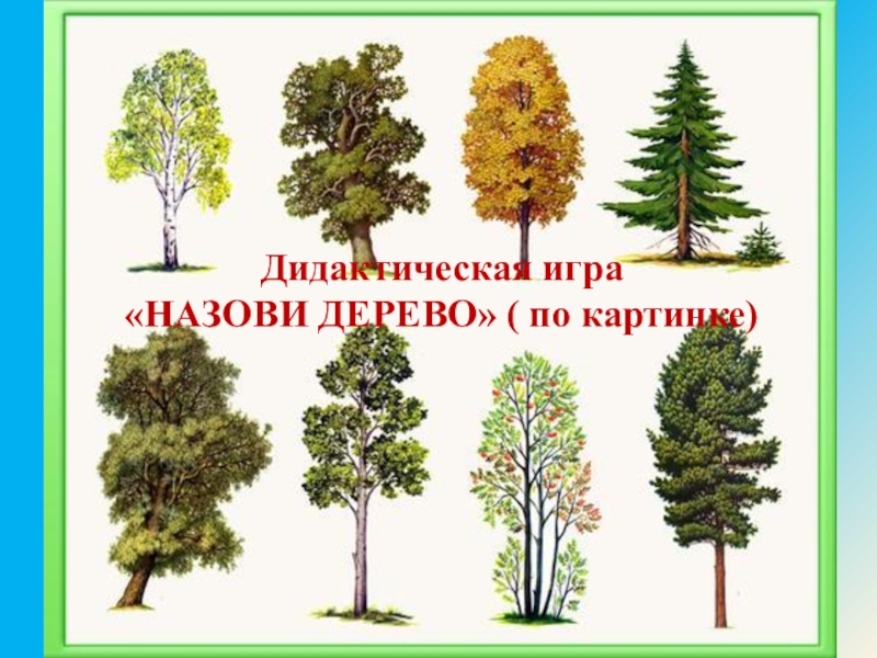 Дерево зовет. Деревья ласково как назвать. Д/упр. «Назови дерево по порядку».