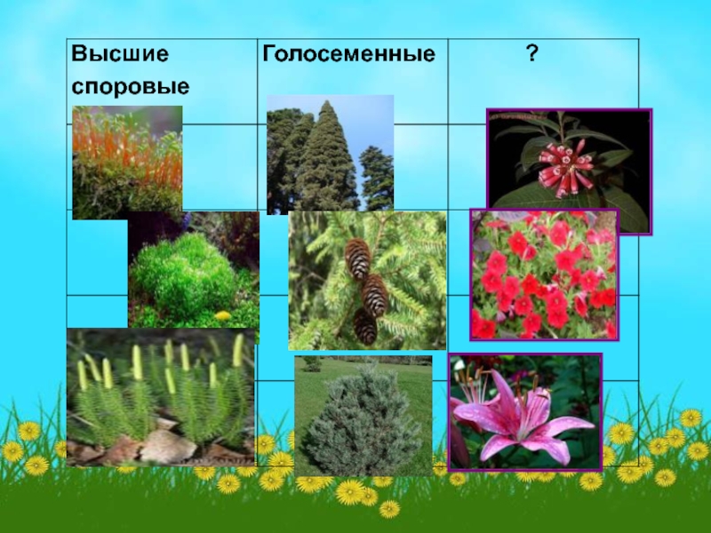 Для голосеменных в отличие от покрытосеменных характерно. Споровые Голосеменные Покрытосеменные. Представители голосеменных и покрытосеменных растений. Высшие растения Голосеменные и Покрытосеменные. Проводящие ткани голосеменных и покрытосеменных.