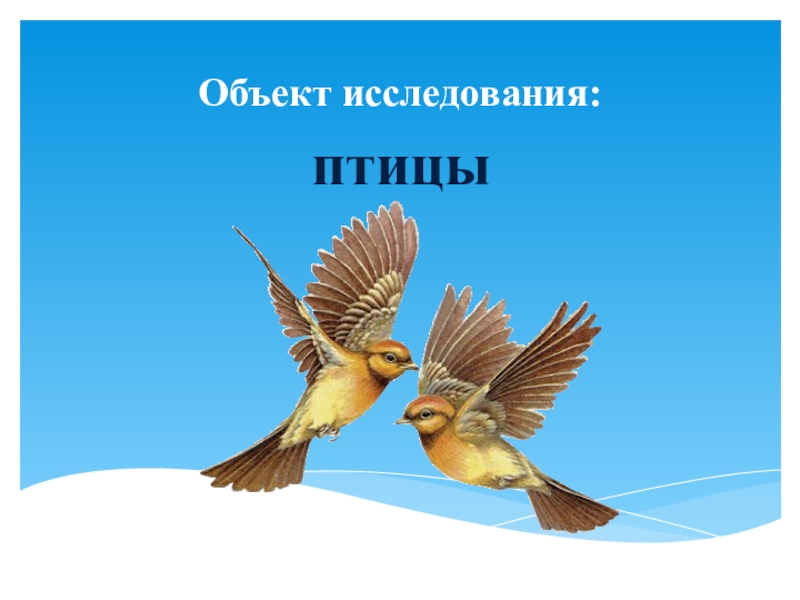 Исследование птицы. Что такое объект исследования птиц. Научная работа птицы. Исследовательская работа птицы. Предмет исследования птиц.