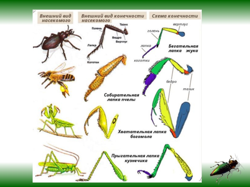 Конечности насекомых. Типы ходильных конечностей насекомых. Типы конечностей насекомых с примерами таблица. Строение конечностей насекомых. Строение конечностей насекомых 7 класс.