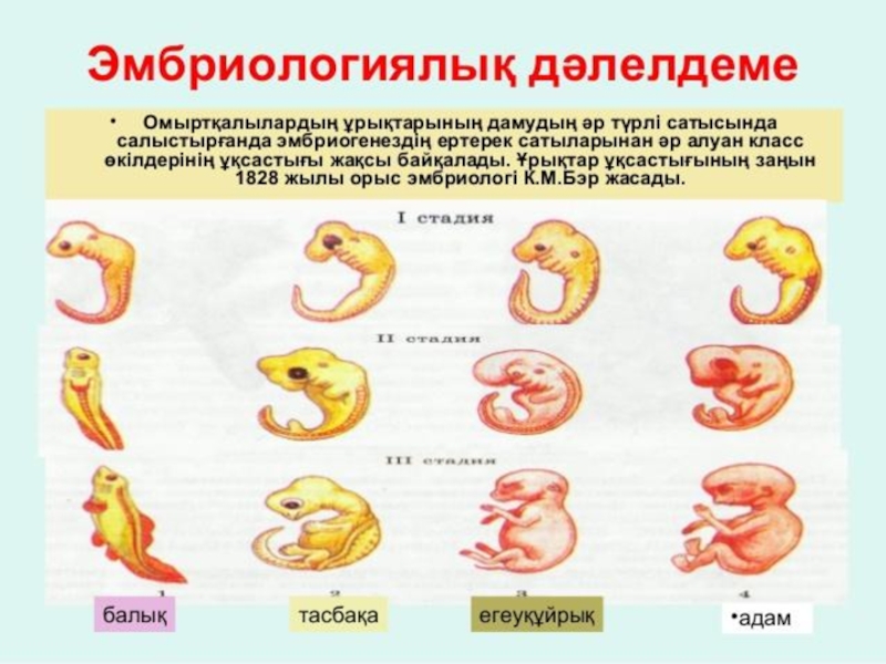 Онтогенез сатылары презентация