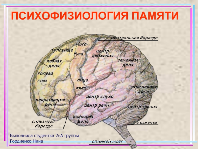 Реферат: О субстрате следов памяти в мозге