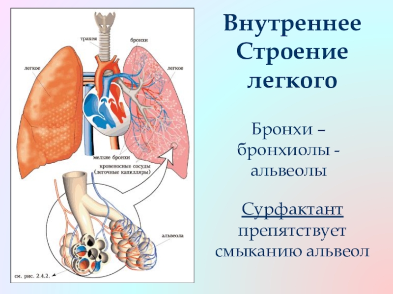 Легкие Строение Картинки