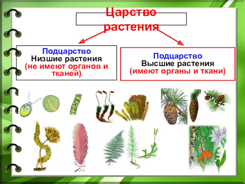 Низшие растения это в биологии