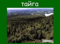 Презентация по окружающему миру по теме Тайга (4 класс, УМК Перспективная начальная школа