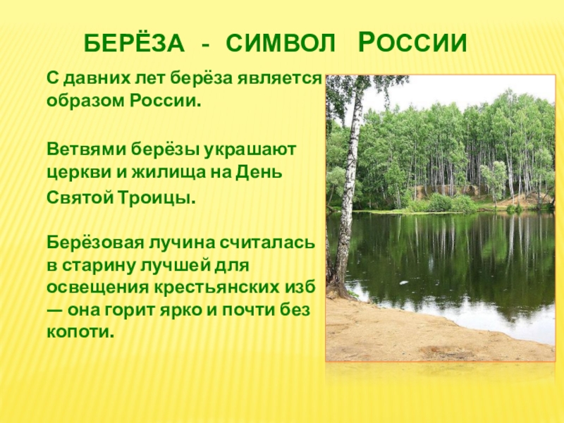 Описание березы. Поверьям является береза. Поверьям является береза. Хозяйка земли на этом дереве жи. Береза символ.