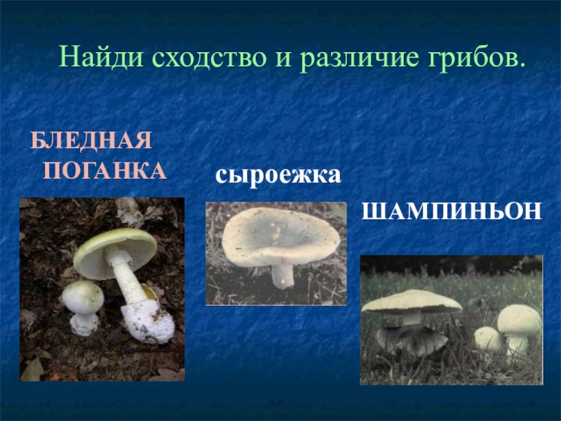 Сходство и отличие грибов