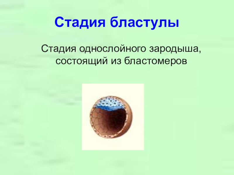 Однослойный зародыш в форме шара. Стадия бластулы. Этапы бластулы. Стадия однослойного зародыша. Образование бластулы.